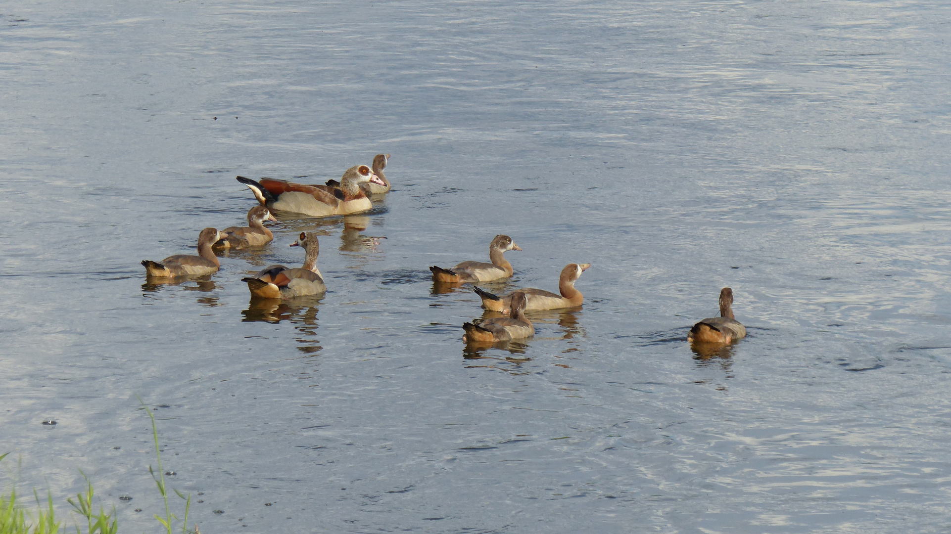 Familienausflug der Nilgänse auf der Weser