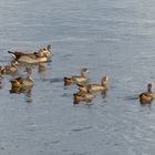 Familienausflug der Nilgänse auf der Weser