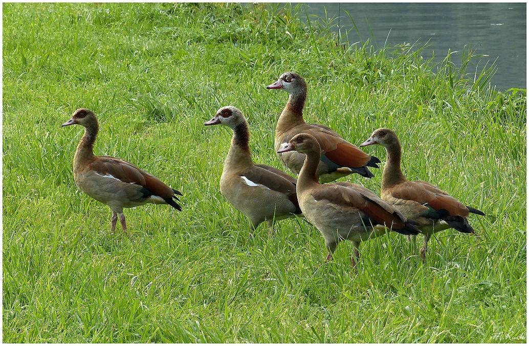 Familienausflug der Nilgänse zu Lande !