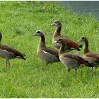 Familienausflug der Nilgänse zu Lande !