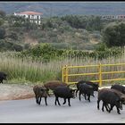 Familienausflug der Schweinebande