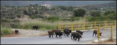 Familienausflug der Schweinebande