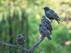 Familienausflug der Stare