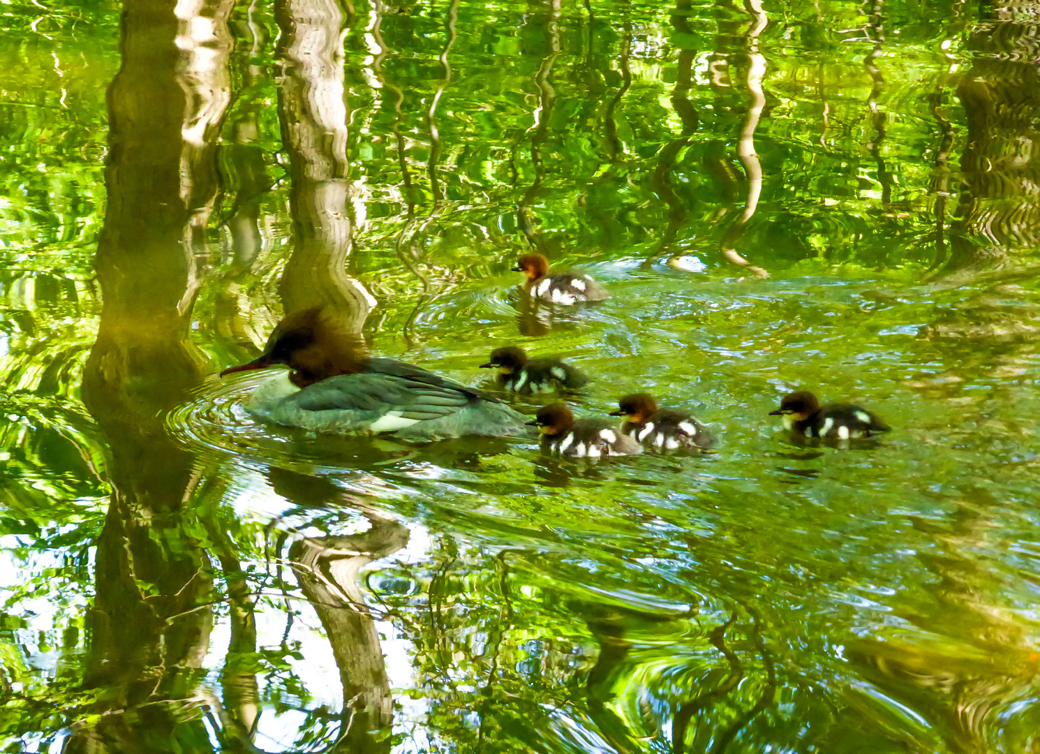 Familienausflug durch den Zaubersee