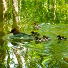 Familienausflug durch den Zaubersee