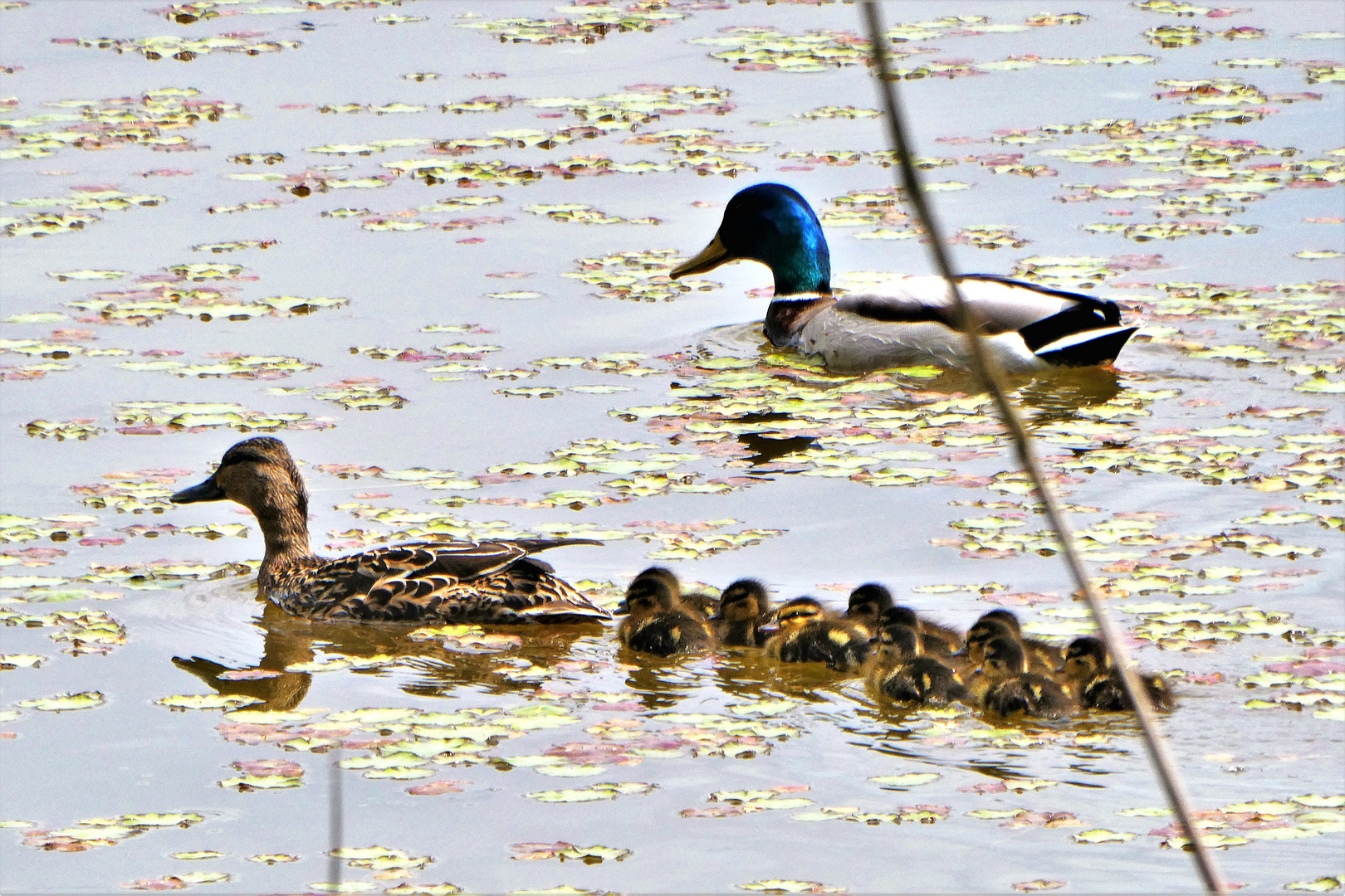 Familienausflug