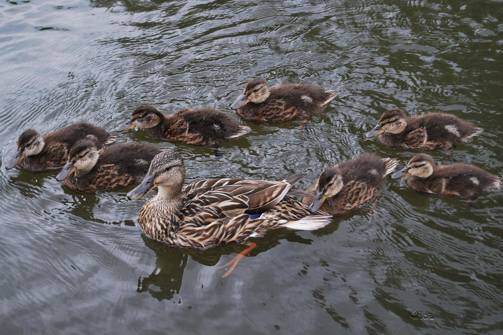 Familienausflug