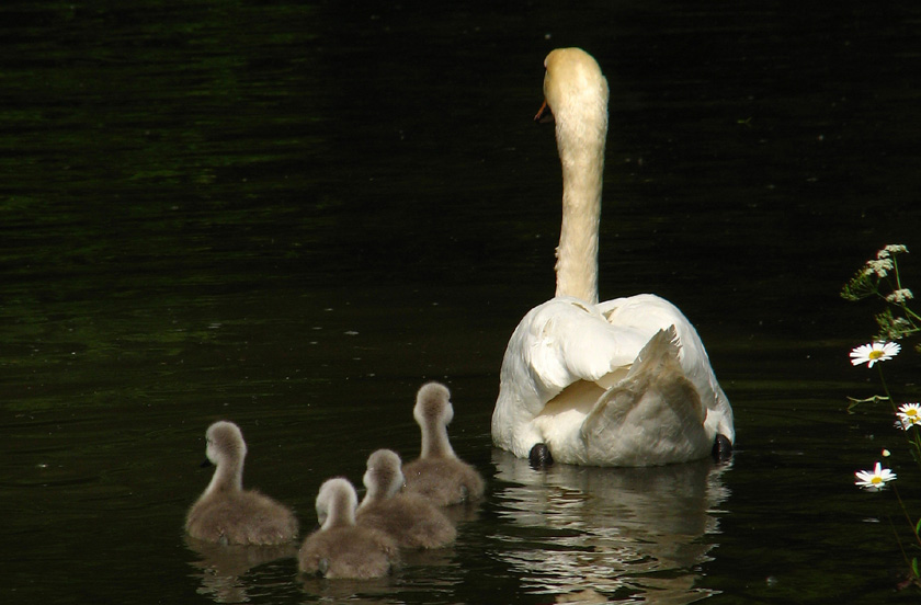 Familienausflug