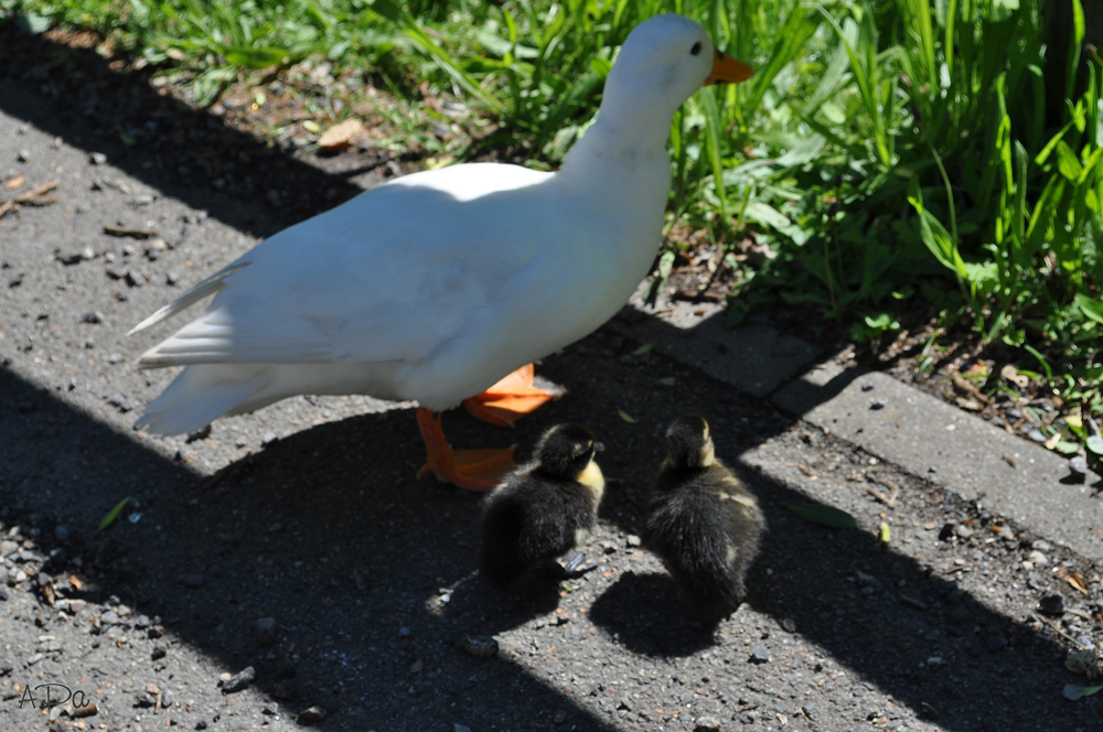 Familienausflug