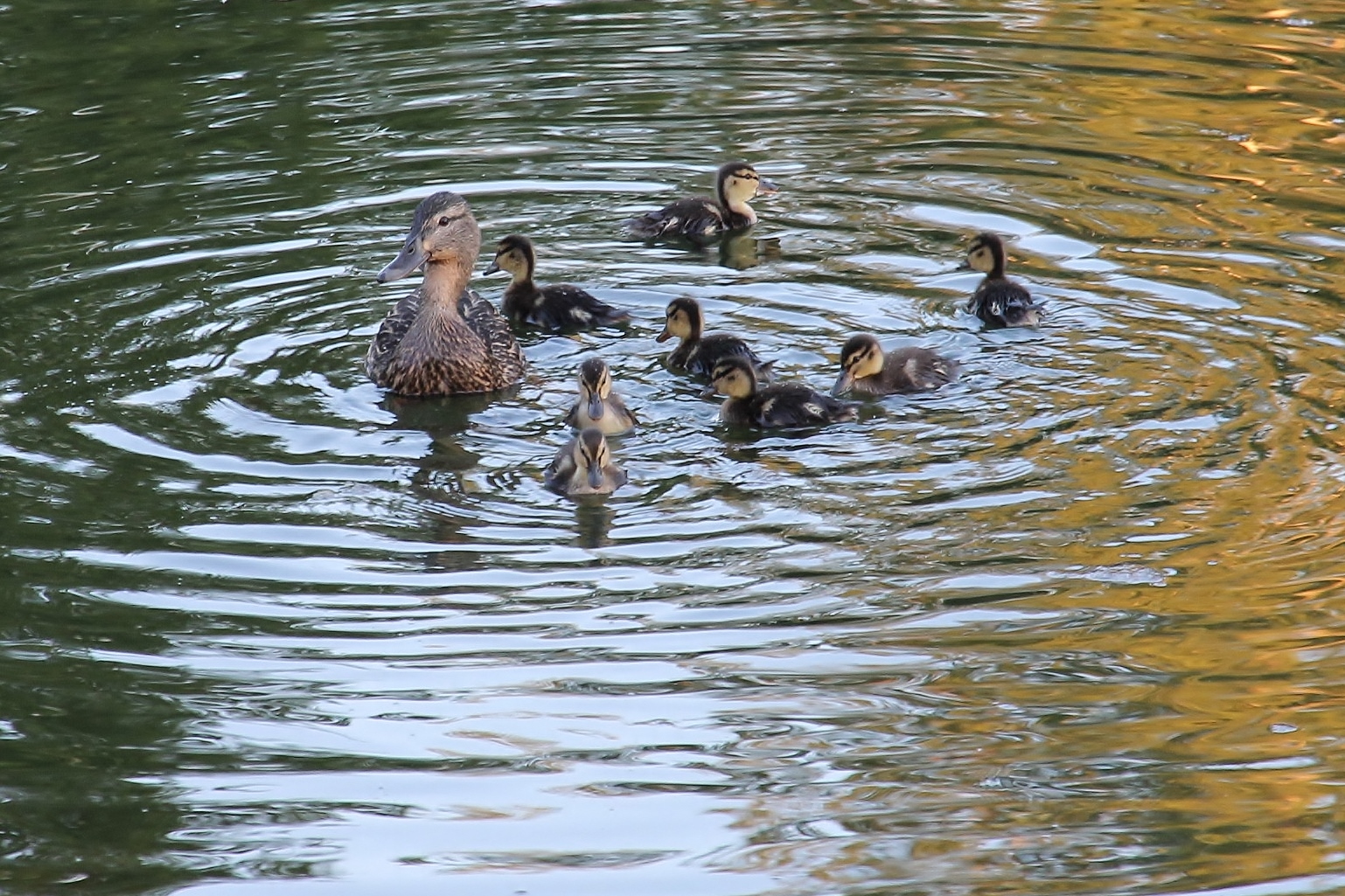 Familienausflug