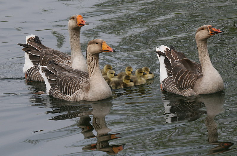 Familienausflug einer Höckergans Familie