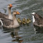 Familienausflug einer Höckergans Familie