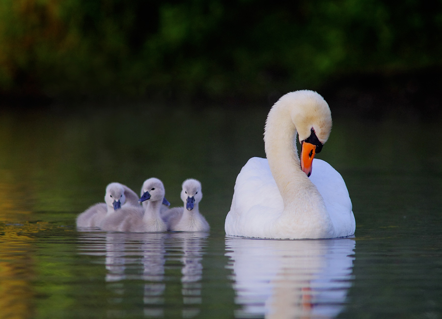 Familienausflug