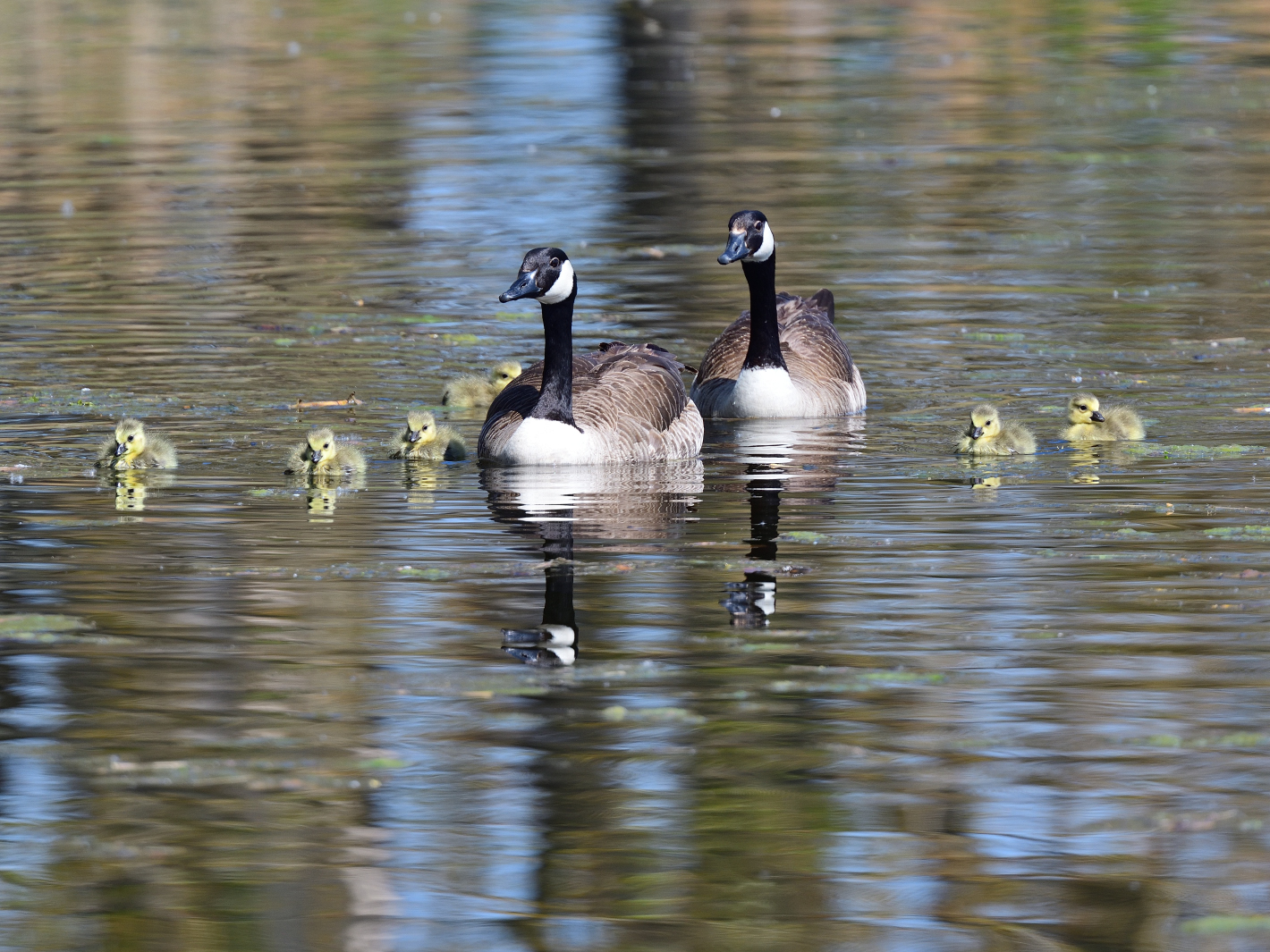 Familienausflug, Family outing, Excursion familiar