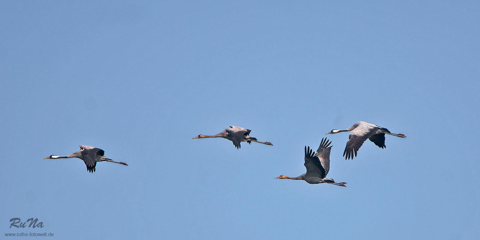 Familienausflug - Grus grus