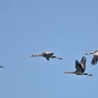 Familienausflug - Grus grus