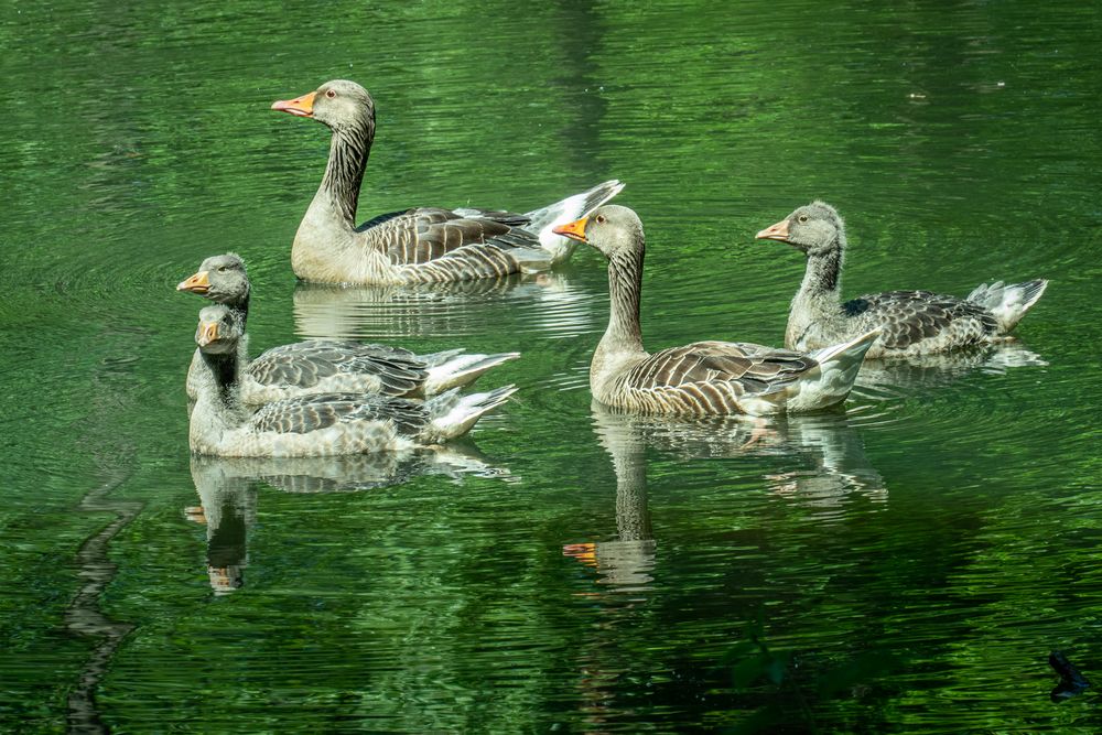 Familienausflug II