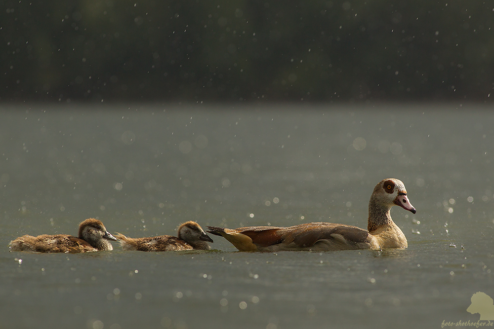 Familienausflug im Regen