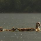 Familienausflug im Regen