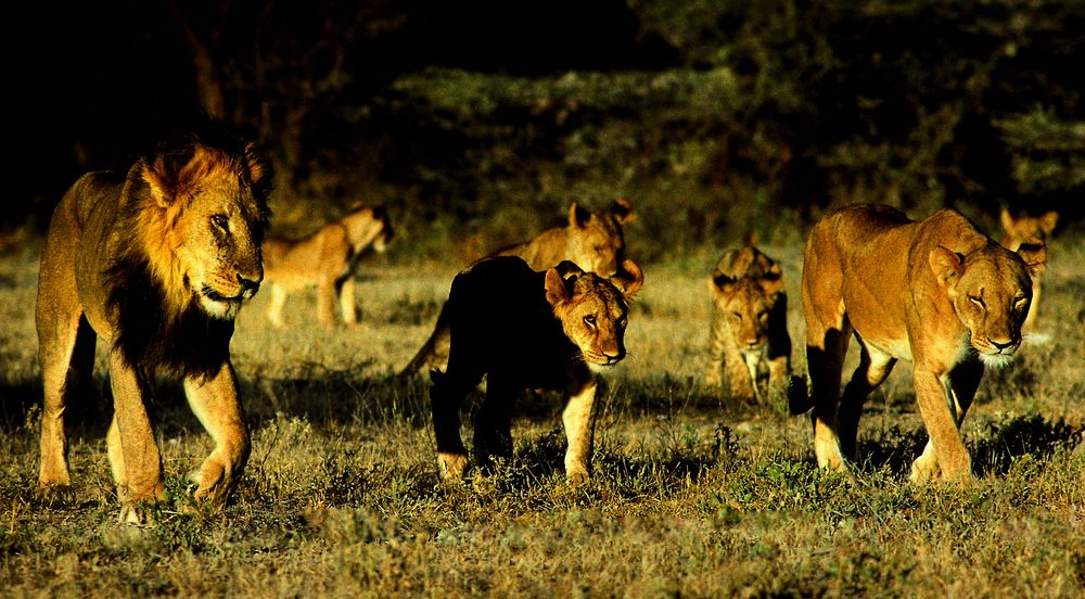 Familienausflug im Samburu Nat. Park