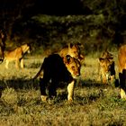 Familienausflug im Samburu Nat. Park