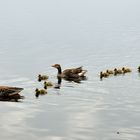 Familienausflug im See,  Family outing in the lake, Paseo familiar en el lago