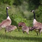 Familienausflug in der Wagbachniederung