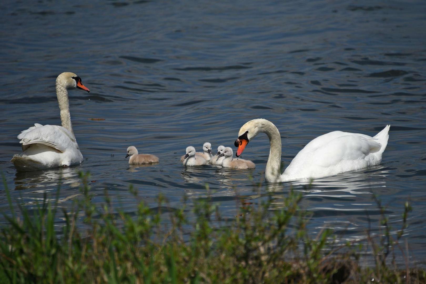 Familienausflug ins Wasser