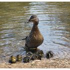 Familienausflug ohne Papi