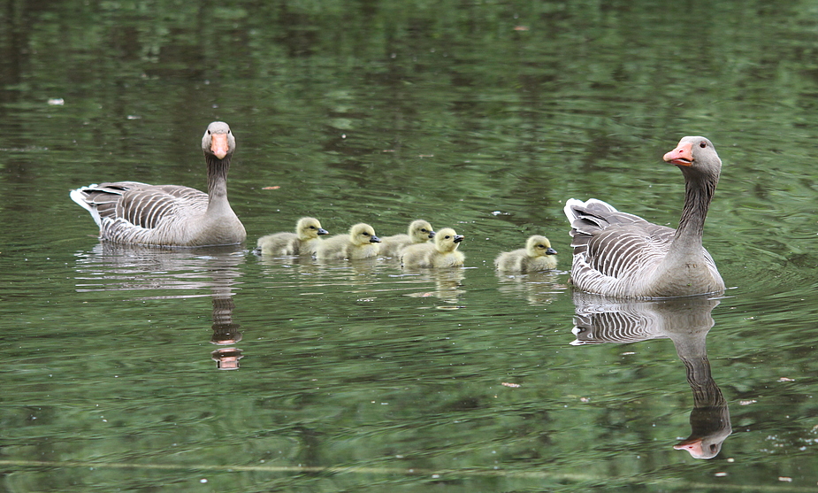 Familienausflug (reload)