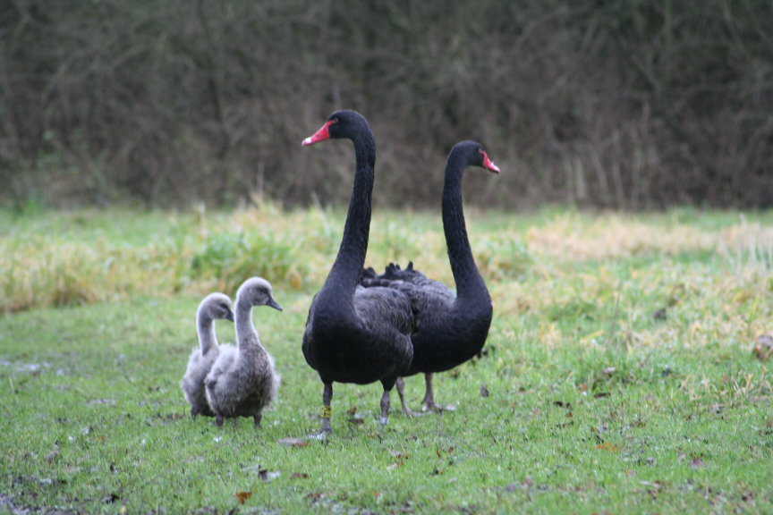 Familienausflug Schwarze Schwäne