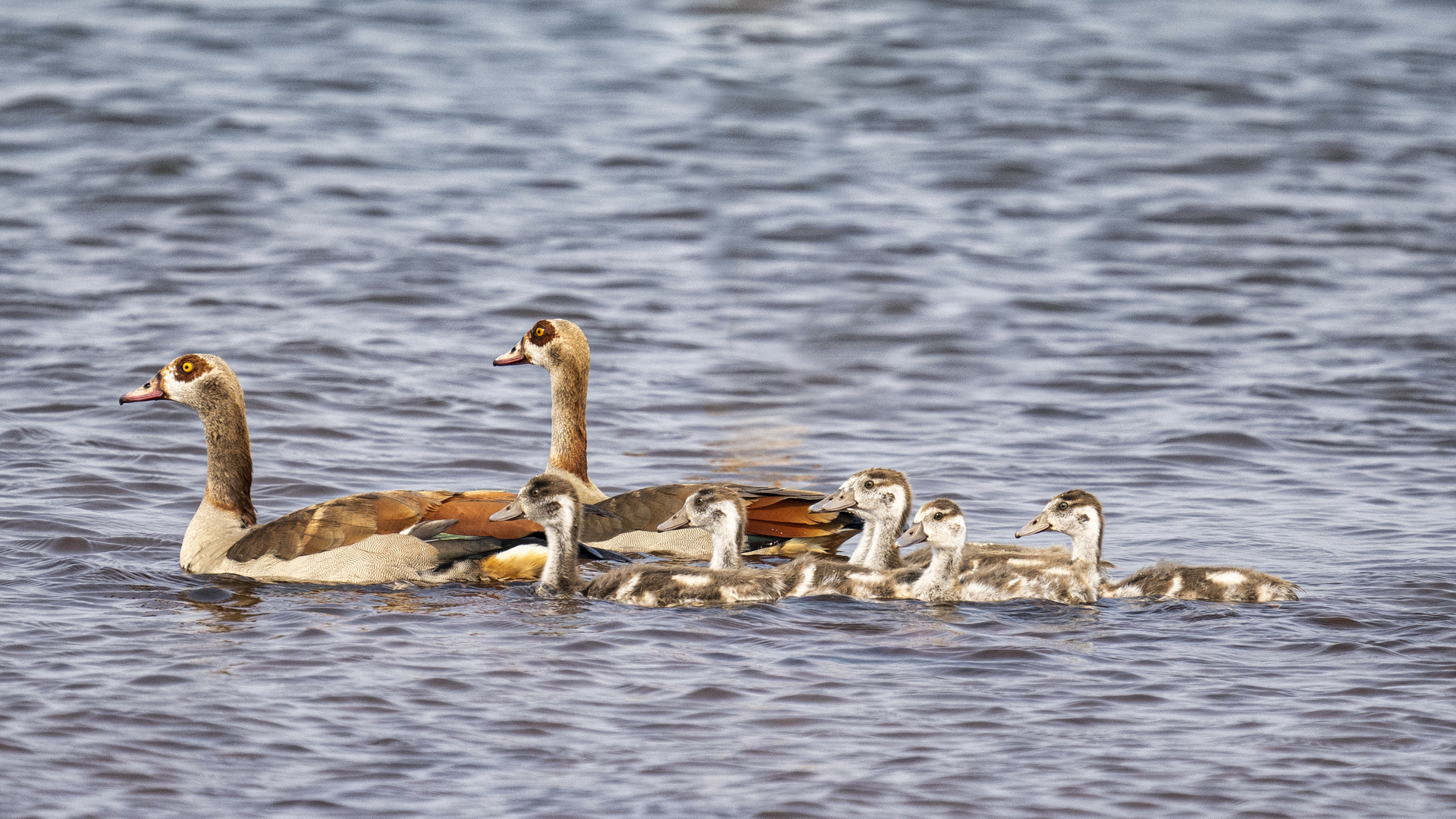 Familienausflug, Simbabwe, Matusadona NP, 24.09.2019