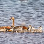 Familienausflug, Simbabwe, Matusadona NP, 24.09.2019