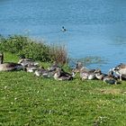 Familienausflug zum Dorfteich