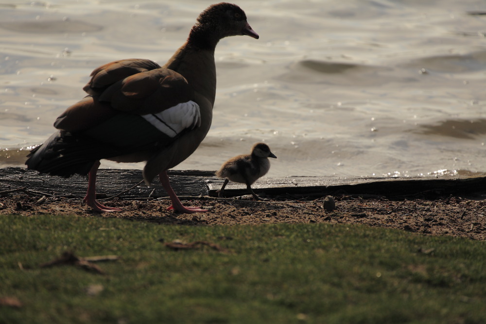 Familienausflug zum See