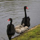 Familienausflug zur Futterstelle