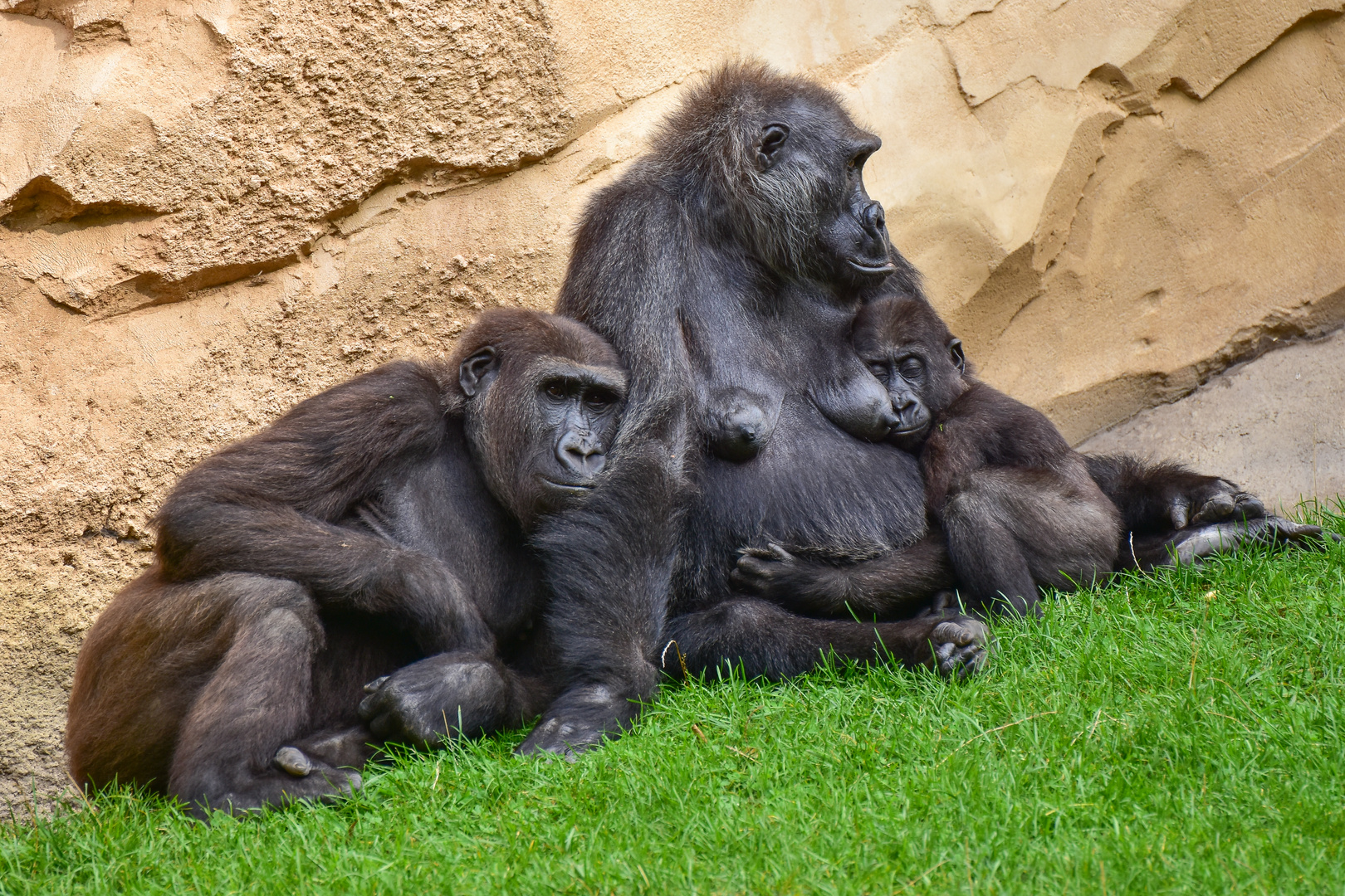 Familienbande