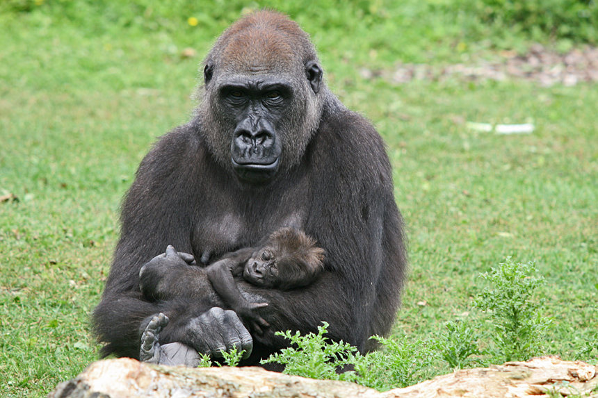 Familienbande