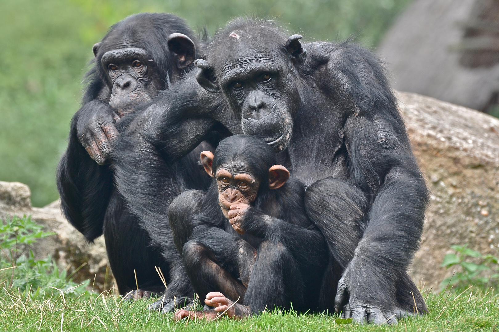 Familienbande