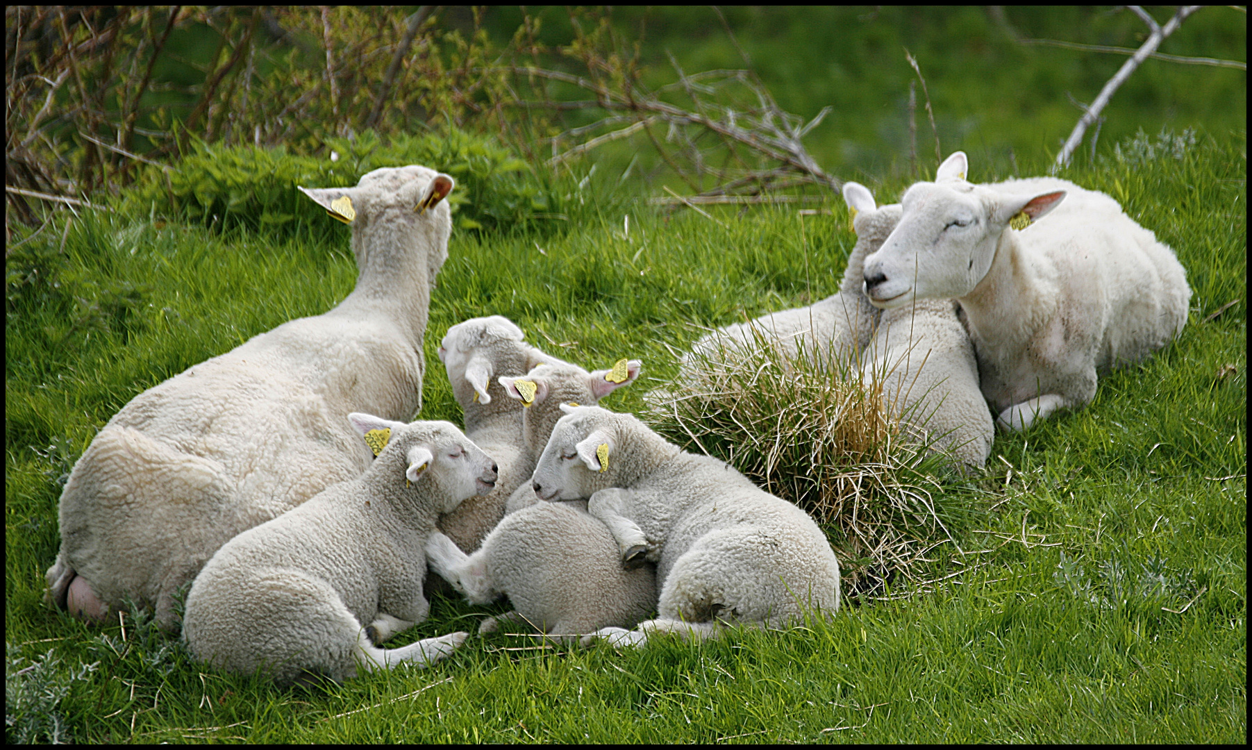 ***Familienbande***