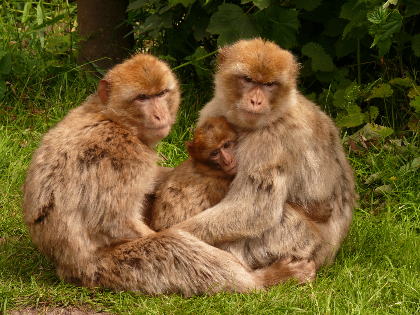 Familienbande