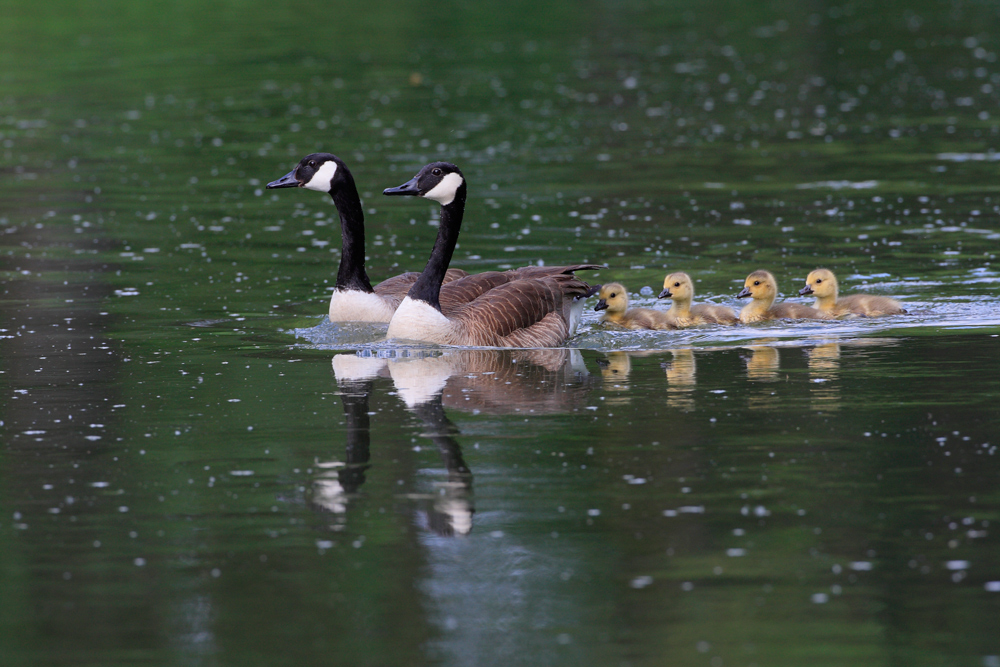 Familienbande