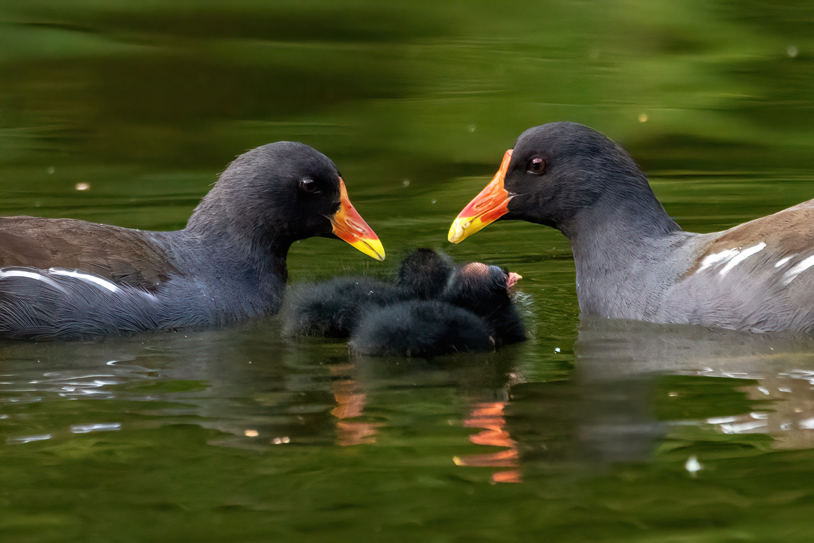 Familienbande