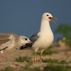 Familienbande bei Sturmmöwen