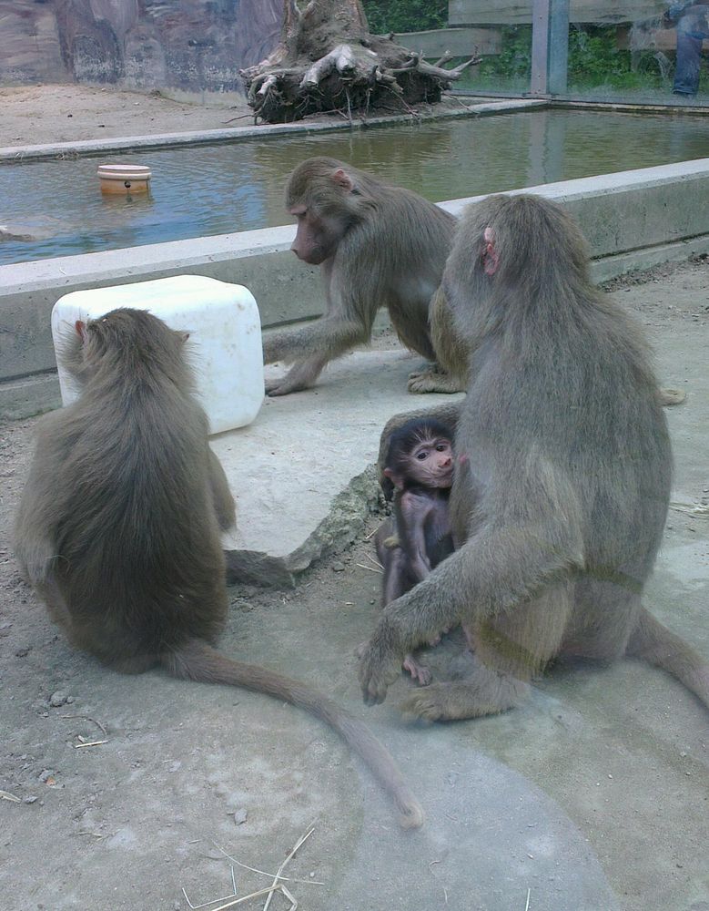 Familienbande von DhaniSahne 