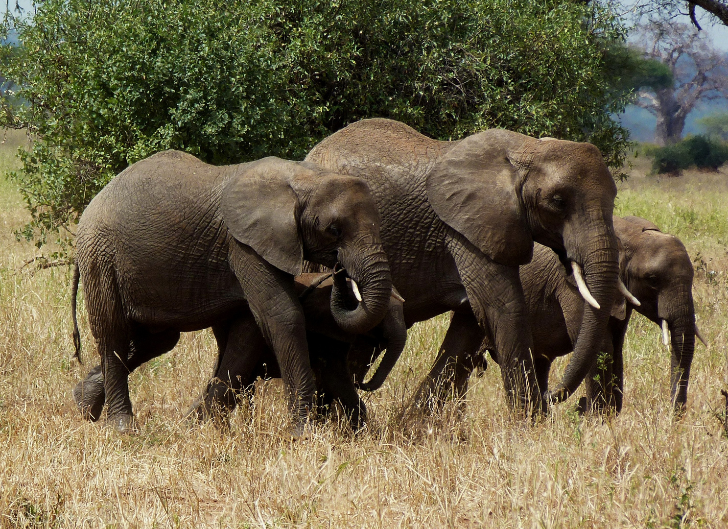 Familienbande im Tarangire-park