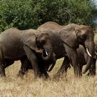 Familienbande im Tarangire-park