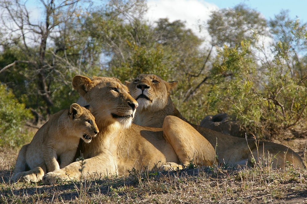 Familienbande - Wildlife Südafrika