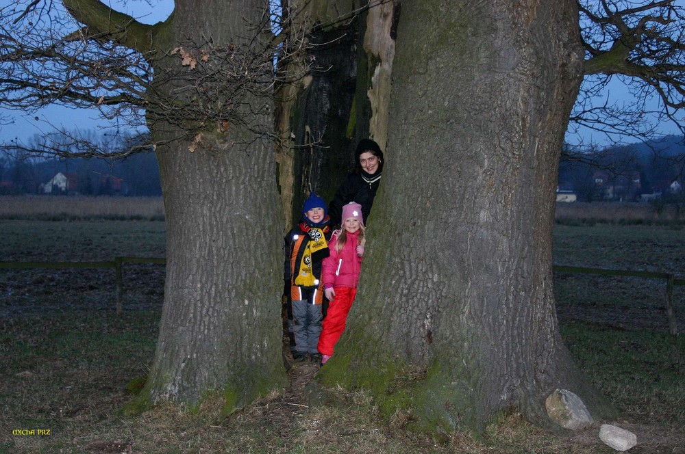 Familienbaum oder alternatives Wohnen in der Natur