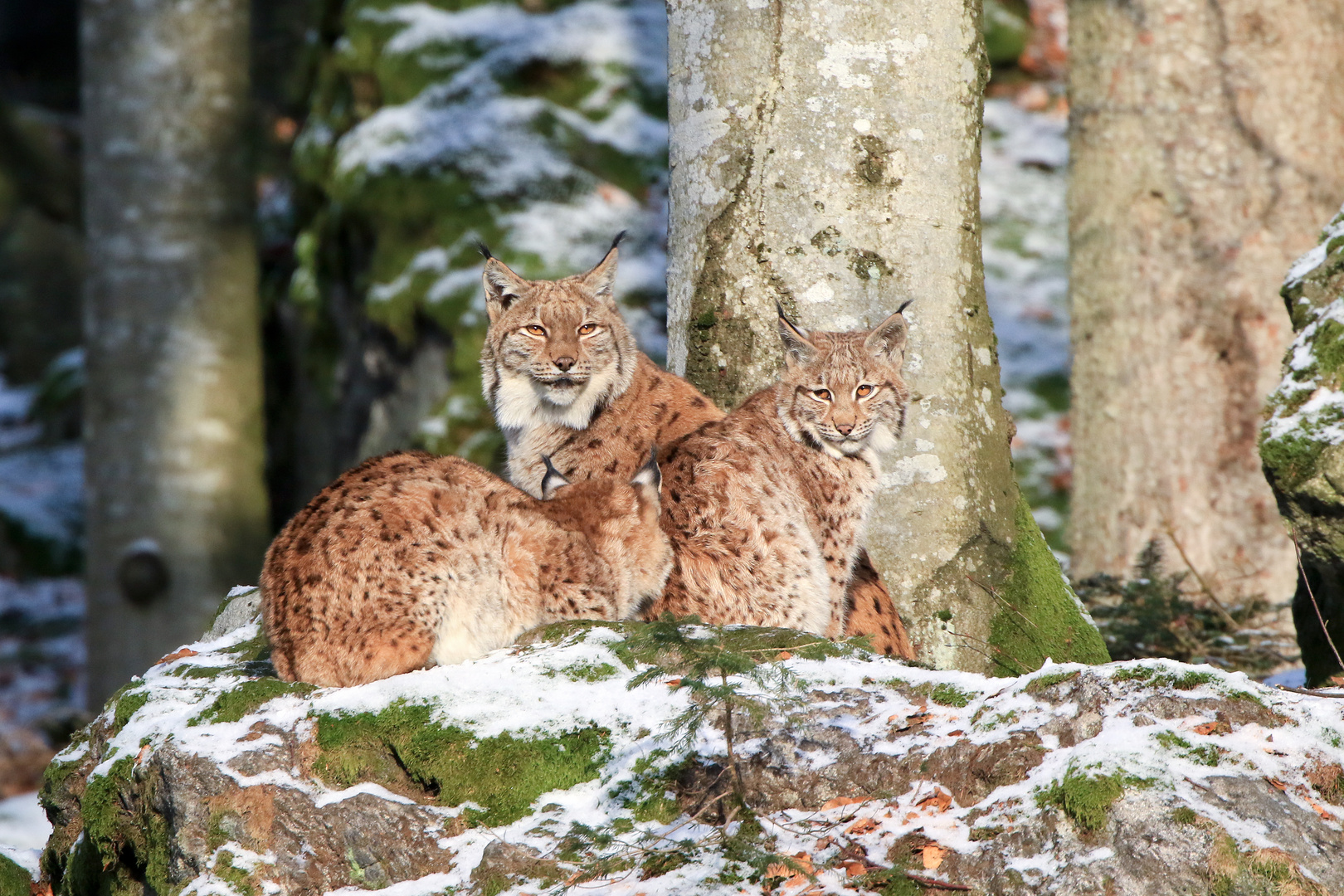 Familienbild